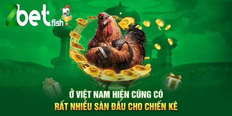 Ở Việt Nam hiện cũng có rất nhiều sàn đấu cho chiến kê