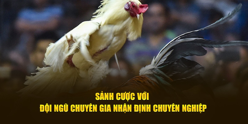Đá Gà 88 Zbet 3 Điểm làm cho đá gà 88 trở lên đặc biệt hơn