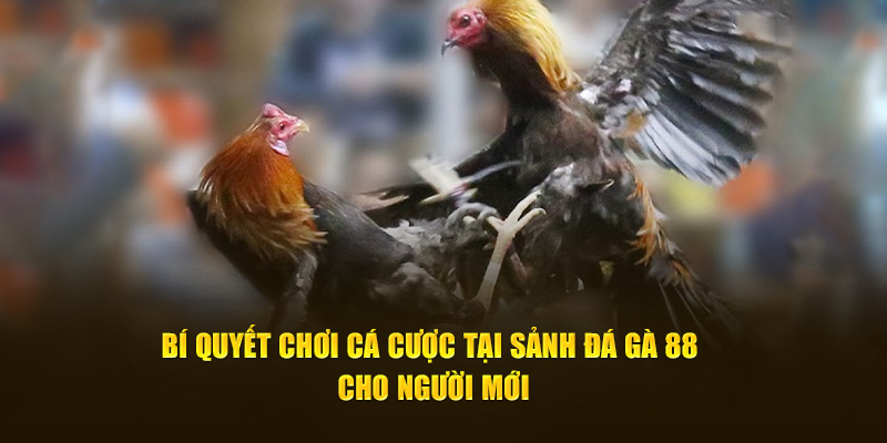 Đá Gà 88 Zbet 4 Lưu ý khi chơi đá gà 88 cần nhớ thật kỹ