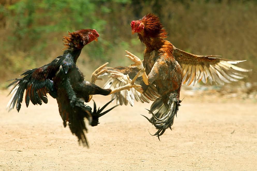Đá Gà Asil Zbet 2 Hướng dẫn tham gia Đá Gà Asil Zbet