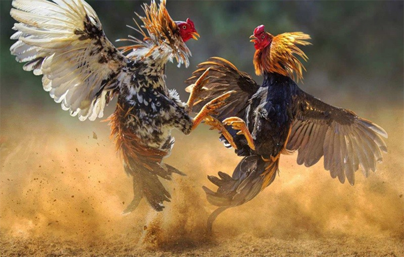 Đá Gà Asil Zbet 3 Mẹo đặt cược thắng lớn khi xem Đá Gà Asil Zbet
