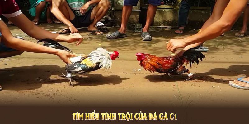 Đá Gà C1 Zbet 2 Đôi nét về giải đá gà C1