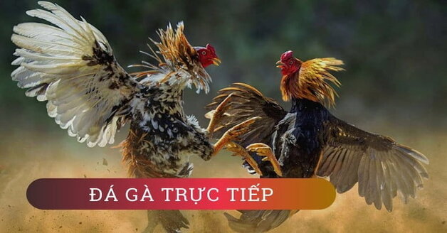 Đá Gà C1 Zbet 4 Bí kíp giúp kiếm tiền thưởng từ những trận chọi kê C1