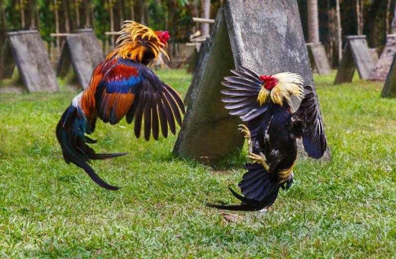 Đá Gà Chọi Cuba Zbet 4 Dựa vào đâu mà giá giống Đá Gà Chọi Cuba Zbet được cập nhật cao đến thế
