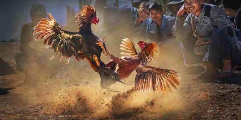 Đá Gà Cựa Dao Zbet 3 Thời gian chiến đấu một trận Đá Gà Cựa Dao Zbet