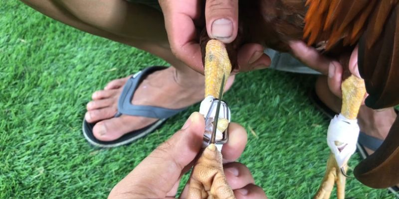 Đá Gà Cựa Dao Zbet 4 Sự đa dạng về giống linh kê Đá Gà Cựa Dao Zbet