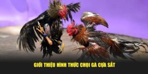 da ga cua sat zbet 1