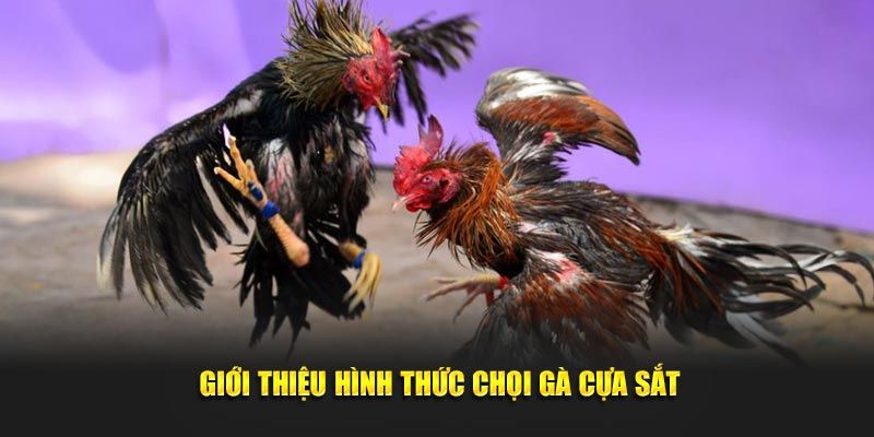 Đá Gà Cựa Sắt Zbet 2 Đá Gà Cựa Sắt Zbet