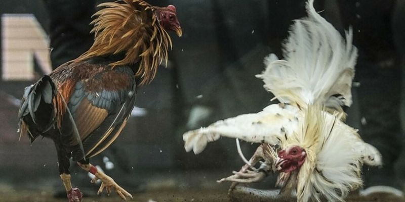 Đá Gà Cựa Sắt Zbet 3 Cược Đá Gà Cựa Sắt Zbet với 3 lựa chọn