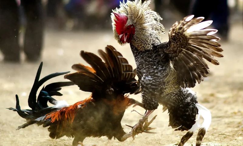 Đá Gà Hầu Kiềng Zbet 4 Cách chọn Gà Đá Hầu Kiềng Zbet chuẩn