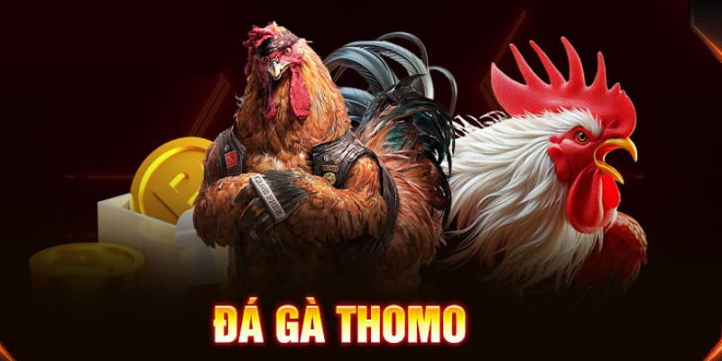 Đá Gà Thomo Zbet 2 Đá Gà Thomo Zbet