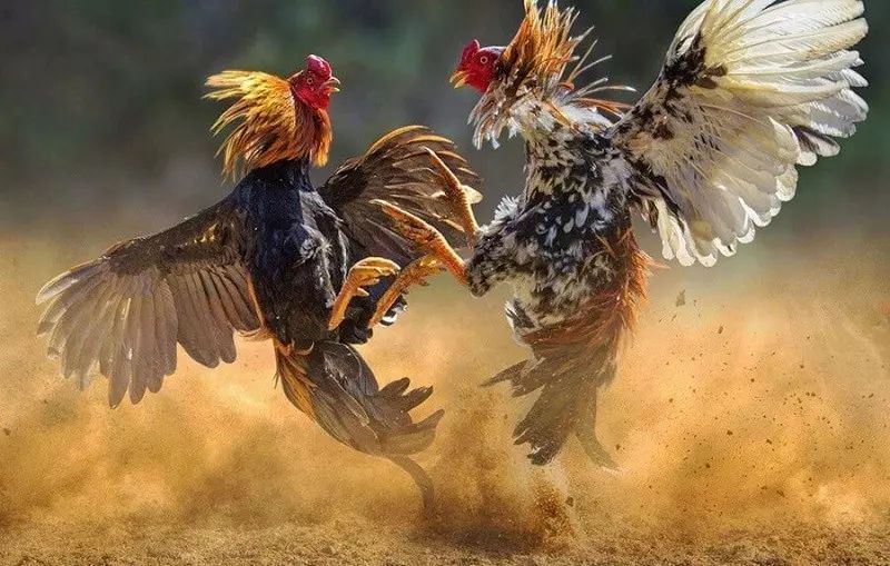 Đá Gà Thomo Zbet 3 Đa dạng trận đá kê Thomo