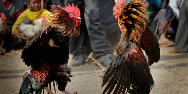 Đá Gà Thomo Zbet 4 Cách phân định thắng thua Đá Gà Thomo Zbet