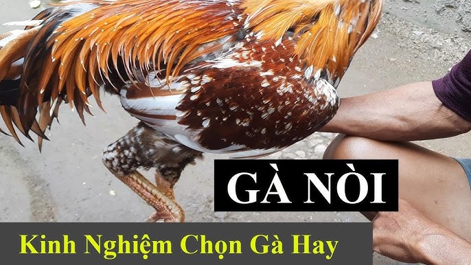 Mẹo Chọn Gà Chọi 2 Vài nét bao quát về gà chọi