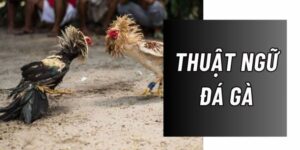 thuat ngu da ga zbet 1