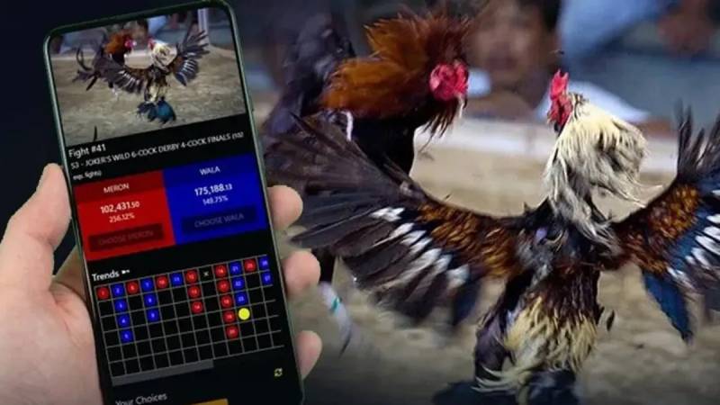 Trực Tiếp Đá Gà C3 Zbet 2 Thông tin trực tiếp đá gà C3