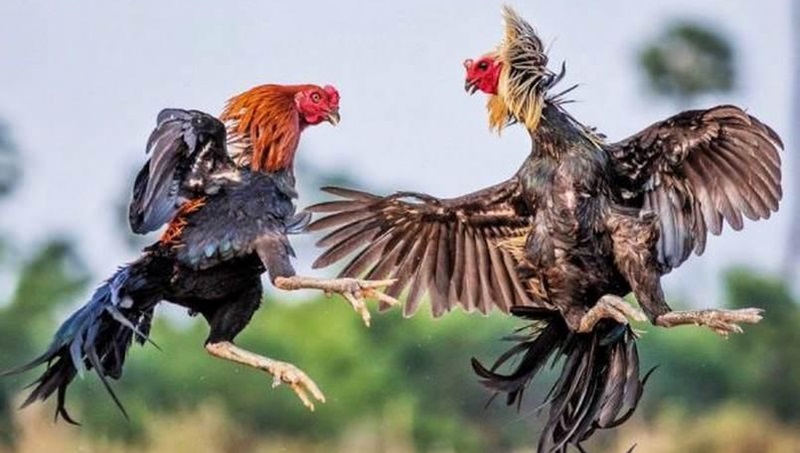 Trực Tiếp Đá Gà C3 Zbet 3 Hình ảnh đá gà sắc nét, chất lượng HD